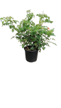 Tecomaria Sunlovers Compact assorted 17cm