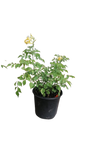 Tecomaria Sunlovers Compact assorted 17cm