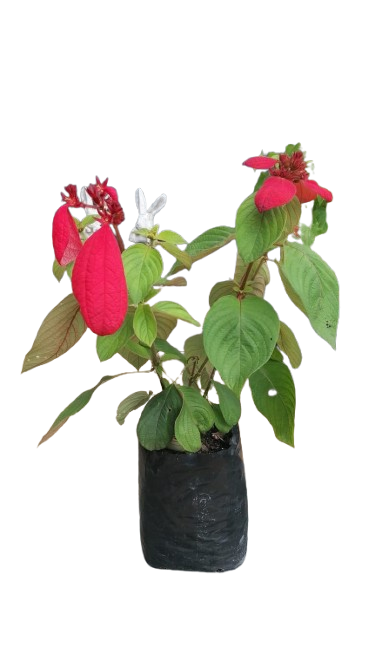 Mussaenda Eryhrophylla (Red Flag Bush) 5L