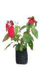 Mussaenda Eryhrophylla (Red Flag Bush) 5L