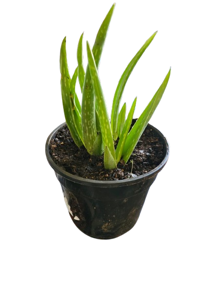 Aloe Vera 14cm