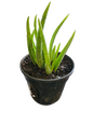 Aloe Vera 14cm
