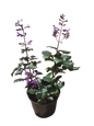 Plectranthus 'Magic Mona' Purple PBR 15cm