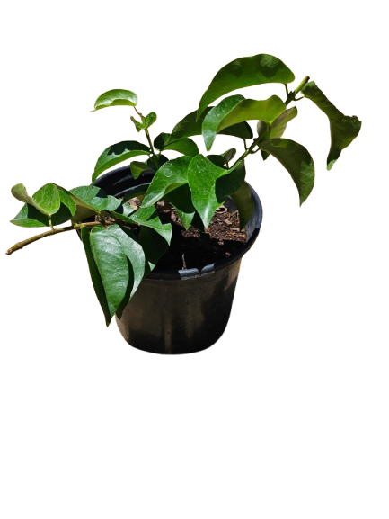 Dipladenia Diamantina Jade Various 17cm