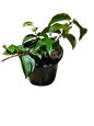 Dipladenia Diamantina Jade Various 17cm
