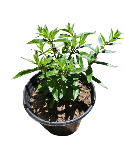 Angelonia Various Colours 17cm