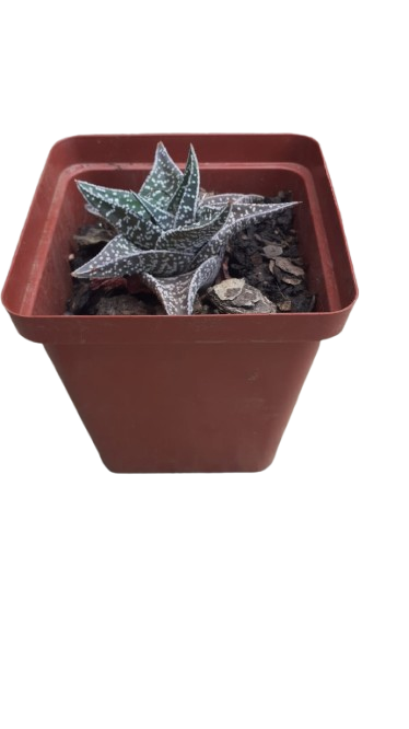 Gasteraloe Aveo 10cm