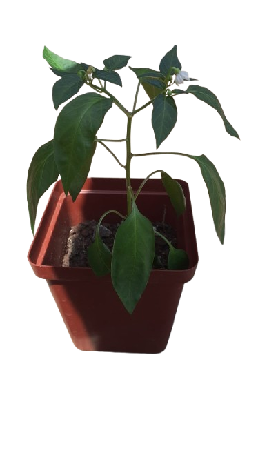 Chillie 12cm