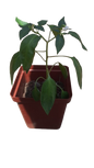 Chillie 12cm