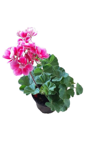 Pelargonium Mix 14cm