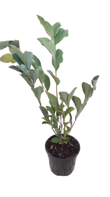 Magnolia Soulangeana 16.5cm