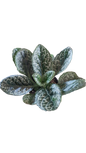 Streptocarpus Turtle in Kraft Pot Cover 14cm