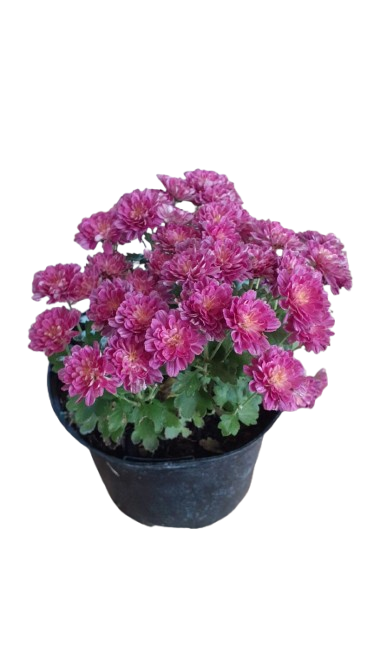 Chrysanthemum Garden Mum 17cm