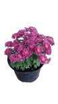 Chrysanthemum Garden Mum 17cm