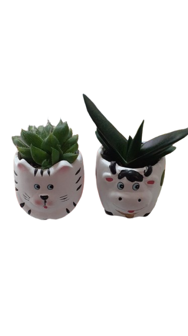 Animal Novelty Succulent Assorted