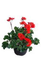 Pelargonium Turcana Orange 17cm