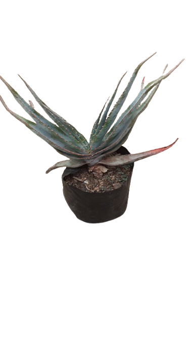 Aloe Suprafoliata 3l