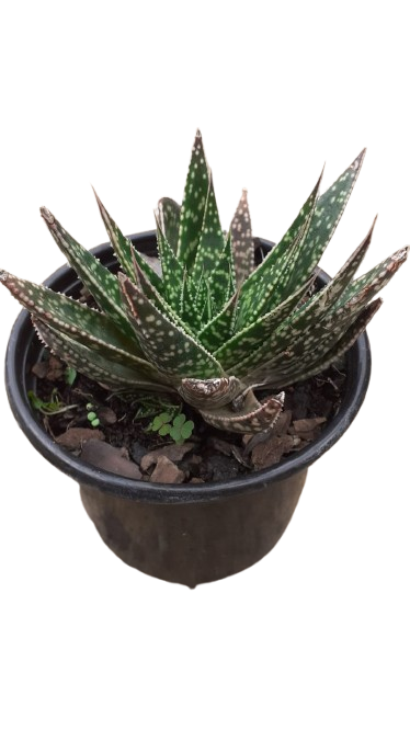 Aloe Aristada 12cm