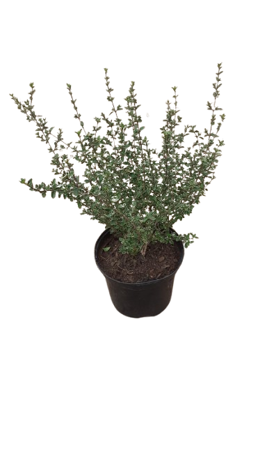 Serissa Foetida Pink 17cm