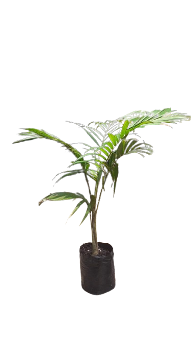 Archotophoenix Cunninghamiana 5l