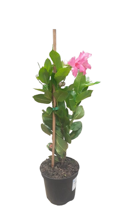Dipladenia Diamantina Tourma Pink 19cm