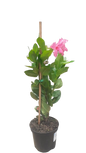 Dipladenia Diamantina Tourma Pink 19cm