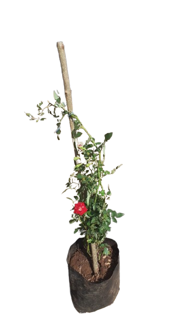 Rose Red cascade 4L