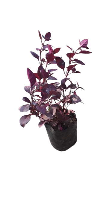 Alternanthera Red 1.5L