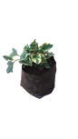 Houstonia 3L