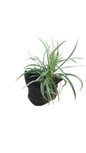 Ophiopogon Jaburan 'Vittatus'- 1.5l