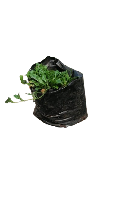 Mazus Reptans Blue 1.5L