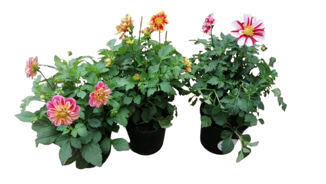 Dahlia 'Dalaya' 15cm