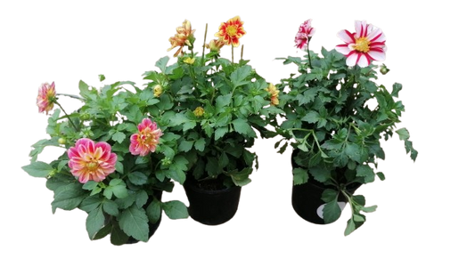 Dahlia 'Dalaya' 15cm