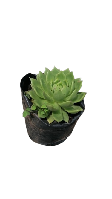 Echeveria Green - 3L