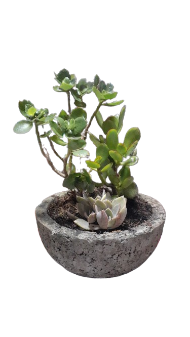 Mixed Succulent in 20cm Rock Bowl