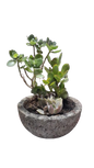 Mixed Succulent in 20cm Rock Bowl