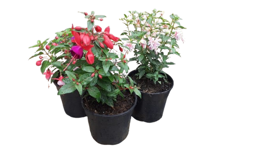 Fuchsia Various 14cm