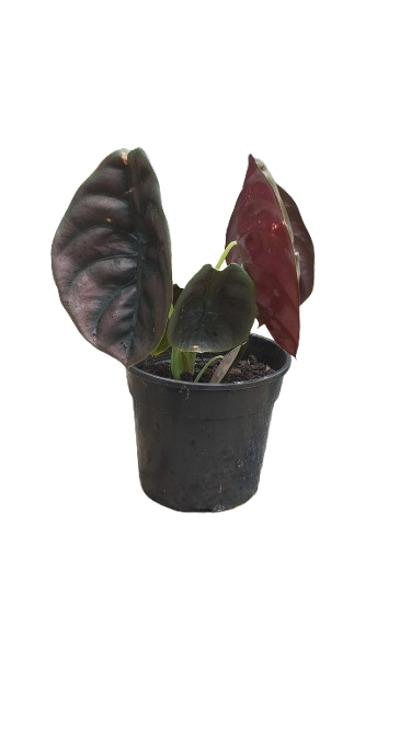 Alocasia Cuprea 'Red Secret' 14cm