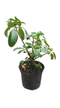 Impatiens 'Parrot Beak' - 15cm