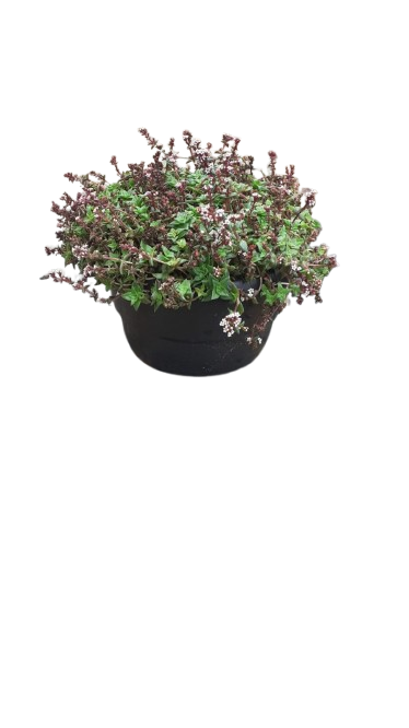 Crassula Spp 16cm bowl