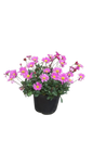 Brachyscome "Fresco Candy" 15cm