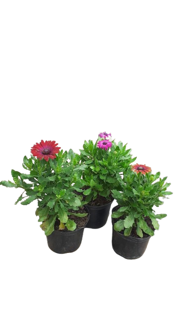 Osteospermum 'Ostica' 15cm Various colour
