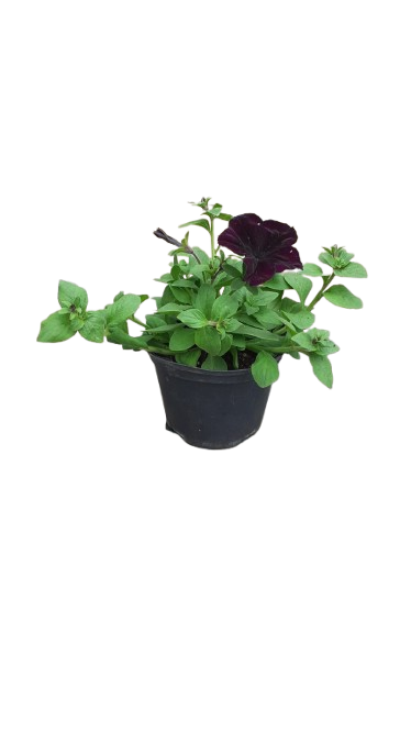 Petunia 15cm Various Colour
