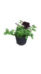 Petunia 15cm Various Colour