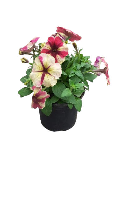 Petunia 15cm Various Colour