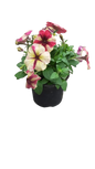 Petunia 15cm Various Colour
