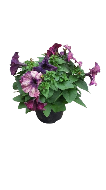 Petunia 15cm Various Colour
