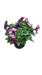 Petunia 15cm Various Colour