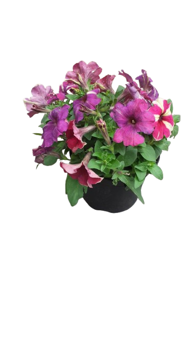 Petunia 15cm Various Colour