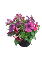 Petunia 15cm Various Colour